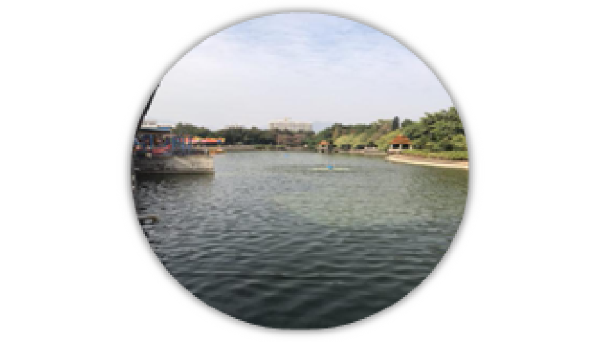 合民牌水體提質(zhì)液WEI-SL型在廣東清遠(yuǎn)中山公園內(nèi)湖治理案例