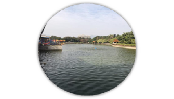 合民牌水體提質(zhì)液WEI-SL型在廣東清遠(yuǎn)中山公園內(nèi)湖治理案例